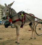 donkey_200cc.jpg