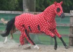 crazy_horse.jpg