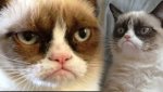 5312313-Get-Ready-for-Grumpy-Cat-The-Movie.jpg