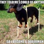 doberdoggie.jpg