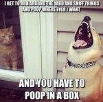 dog cat box.jpg