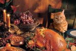 590x395_thanksgiving_cat.jpg