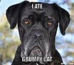 doggie001.jpg