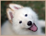 Koda.jpg