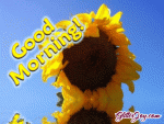 sunflower-morning.gif