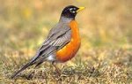 robin001.jpg