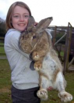 big rabbit.png