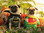 batman-robin.jpg