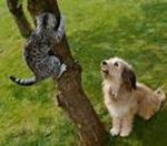 dogandcat.jpg