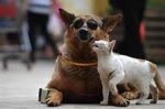 doggie 040.jpg