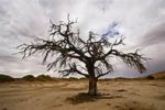 dead tree.jpg dead tree.jpg