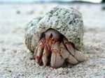 hermitcrab.jpg
