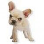 angry dog.jpg