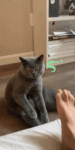 ezgif-1-6ff2a30eafd8.gif ezgif-1-6ff2a30eafd8.gif