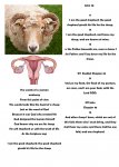 sheep.jpg sheep.jpg