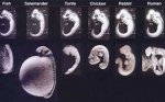 embryology fraud.jpg