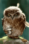 owl coffee.gif