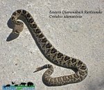 Snake.jpg Snake.jpg
