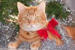 bigstock-Ginger-tabby-cat-wearing-a-red-54363752.jpg