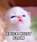 spicecat2.jpg spicecat2.jpg