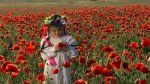 stock-footage-ukrainian-girl-in-a-field-among-blossoming-poppies-among-blossoming-poppies.jpg