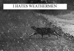 catmemes05.jpg