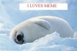 seal01.jpg