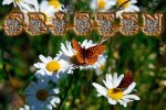 Butterlies and Daisies.jpg