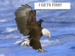 eaglepic.jpg