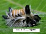 catmemes01.jpg