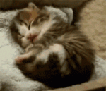 7FB02484-C0CF-4244-AEE8-661CA54E6C96.gif 7FB02484-C0CF-4244-AEE8-661CA54E6C96.gif