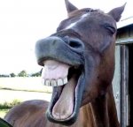 Laughing Horse_the-world_s-top-10-best-images-of-laughing-horses-6.jpg