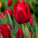 tulips.jpg