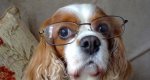 Dog with glasses.jpg