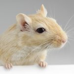 gerbil.jpg