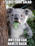 koala.jpg koala.jpg