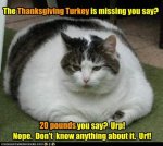 fat kitty.jpg