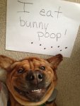 dogs-who-are-shamelessly-proud-of-what-they-just-did-35.jpg