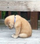 sad-puppy.jpg