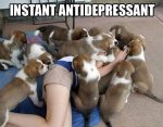 The-best-antidepressant...jpg