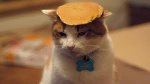 pancake cat.jpg