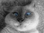 blue cross eyed cat.jpg