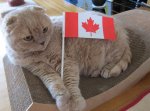 Le Mew'-Canadian Cat.jpg