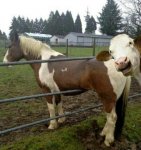 horse.jpg horse.jpg