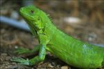iguana.jpg