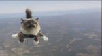 flying-cats.jpeg