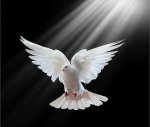imgbin-columbidae-holy-spirit-in-christianity-doves-as-symbols-pigeon-white-dove-P4UrKDqpUXCgY...jpg