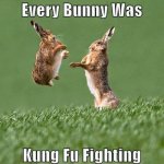 Every-Bunny-Was-Kung-Fu-Fighting-Funny-Bunny-Meme.jpeg