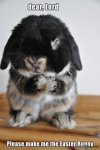 Funny-Animals-easter-bunny.jpeg