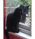 cat-evil burn.jpg